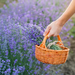 Cut Your Own Lavender