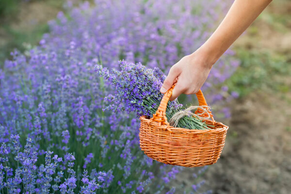 Cut Your Own Lavender